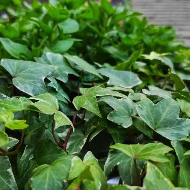 Sådan planter du bunddække og undgår ukrudt